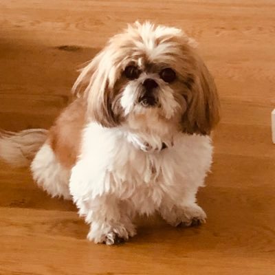 GingerInMyPie's profile picture. 