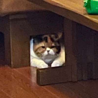 primguin's profile picture. เสือกจิงนะมึงอะ