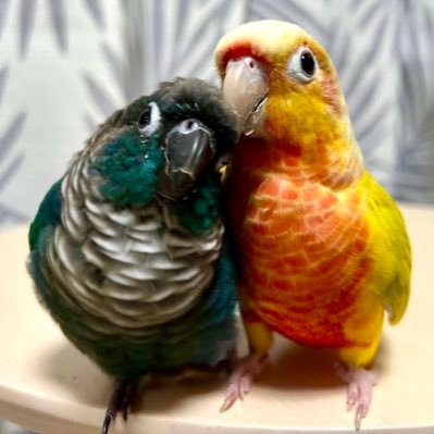 4羽のインコと暮らしています 🦜さくら コザクラインコ(ノーマル) 🐥マロン セキセイインコ(クリームハルクイン) 🐤リン ウロコインコ(サンチーク) 🐦紫音 ウロコインコ(バイオレットインブルー) 🎮FF11@バハ鯖