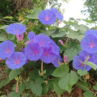 docteur en biologie, prof de yoga, instructrice en méditation.
Livres et jardins, sciences de la vie et paysages.