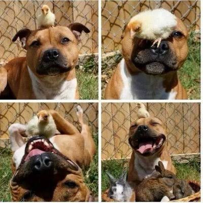 A Place for sharing Animal video, gifs , and images that heal your depression .