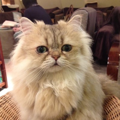 Hina_Happy12's profile picture. SAPの情報ばかりつぶやけないので、なんでもつぶやきます。