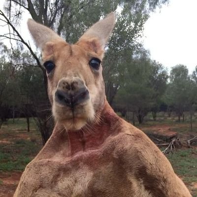 _wisekangaroo Profile Picture