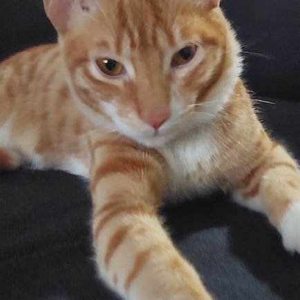 zorycat's profile picture. Abogada, enamorada de mis hijos y del derecho penal. ⚖️