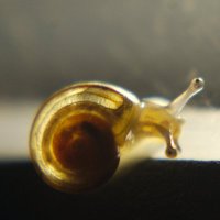 MxOolong (@mxoolong) 's Twitter Profile