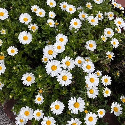 Natsu_821's profile picture. 会社員の勉強の記録📖🔰 朝活｜英語｜ モチベ維持のため、英語勉強中の方をフォローさせていただきます👩🏻‍💻