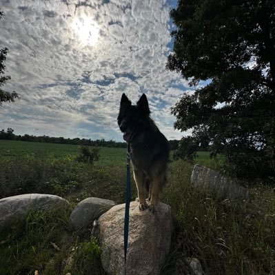 Call me Shep! | 20s | 1 dog 2 cats 2 snakes |  Midwest | Gardening, outdoors, life