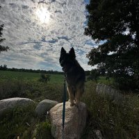 shep (@shepardmutt_) 's Twitter Profile