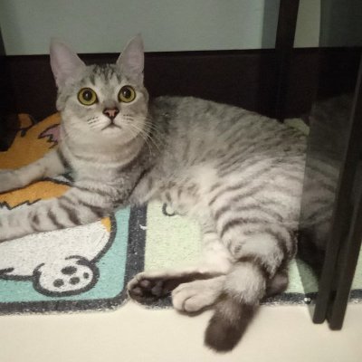 xahamaceameaa1's profile picture. You're extra nice, extra gentle, and extra deserving.