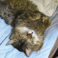 トラ (@sasadon01) 's Twitter Profile