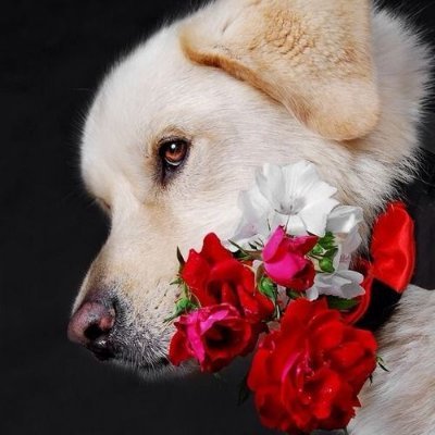 mindp214's profile picture. 私は美しいものが大好き🌷🌺💐🦘🦆🐟で、動物愛好家でもあります。 動物に関することを投稿するのが大好きです。 猫🐱🐈/犬🐶🐕などの動物が好きです。 動物たちはいつも私を幸せにしてくれます