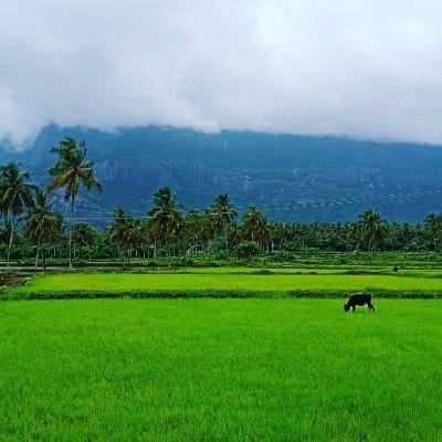 Kamal1813892's profile picture. am bottom sucker
Mandi potu nalla umbuven
ena vaila kanji uthunga
vaila urine adinga