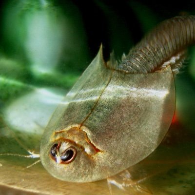 Triops222 Profile Picture