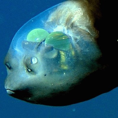 Macropinna Profile