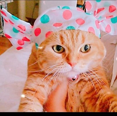 猫飼い
☆共産党・立憲・れいわが特に嫌いです
エロ・投資詐欺勧誘・頭の可笑しい情弱おじさん達はブロック　公明党・創価学会は解散するべき　    ミサき3