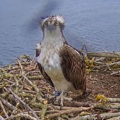 Loves wild landscapes, nature, ospreys, peregrines, my spaniel, Kernow & Scotland.
Volunteer ~ Monitoring ~Rutland Osprey Project & Oakham & Stamford Peregrines