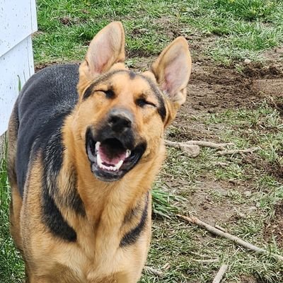 political opinions, funny memes, dog pics and whatnot --follow me, and I'll follow you!