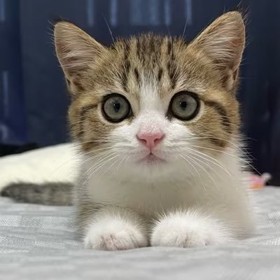 Tentpoleberg's profile picture. 