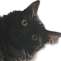 Dano (@dano9729) 's Twitter Profile