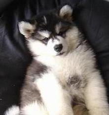 K9Gear's profile picture. I love God first, Animals, Music, Harley Davidsons and finally getting to know ME.