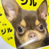 カオルちゃん(@popxcom) 's Twitter Profile Photo