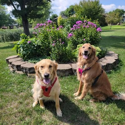 We are Stella(caramel) & Rosie(blonde), 2 goldens who love to play & have fun! We are 13months apart w/same parents! True Sisters ❤❤