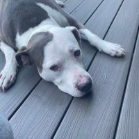 Gerry Competiello (@gerrycompetie) 's Twitter Profile Photo