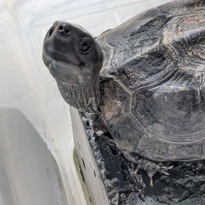 クサガメ3匹を飼っています。
某省庁の出先機関に勤務しております。