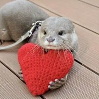 Otter Dailylife(@OtterDailylife) 's Twitter Profile Photo