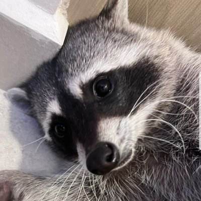 Conservative • #MAGA • #Trump2024 • Free-market capitalist • The 'block' button is for cowards • Blocked by hundreds of libtards • 🦝 Raccoons are cute.