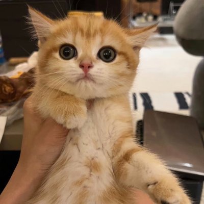 ankitnaik55's profile picture. ヒガンバナ