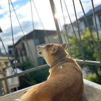 かづやま (@kazuyama_p) Twitter profile photo