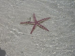 DPizzino's profile picture. Memento Audere Semper