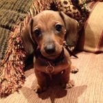 Welcome to our #dachshund Fan lover page.. Follow our community if you are a #dachshund Fan lover ❤️. This page is dedicated to all #dachshund lovers and owners