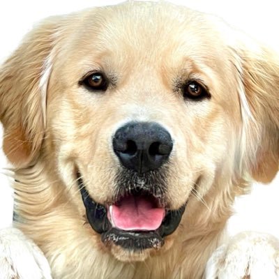 sdigra8's profile picture. 