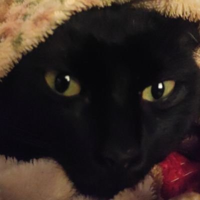 KissusMiya's profile picture. ✨ela/dela🌈