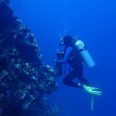 PhD Fellow @HabbLab - @RSRC_KAUST (King Abdullah University of Science and Technology) - working on octocoral diversity and evolution 🪸