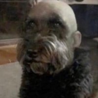 Bald Dog 🏴󠁧󠁢󠁥󠁮󠁧󠁿(@UnclePe90126537) 's Twitter Profile Photo