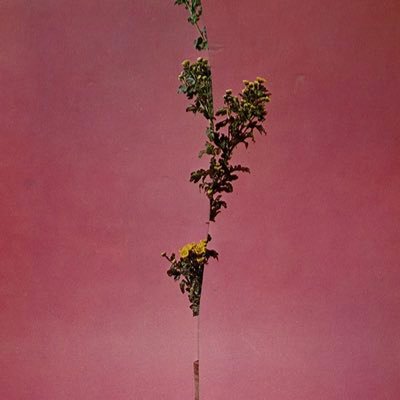 notteallo's profile picture. 