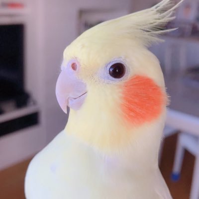 インコ3羽に癒されて暮らしてます🦜 好きなもの○高尾美穂先生○動物○映画○ドラマ○読書○筆ペン○神社仏閣○断捨離○1番風呂○今日も一日ご機嫌で過ごすぞ⤴︎と毎朝言葉にすること。