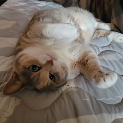 JZV44X0YEEv7X0z's profile picture. どうも