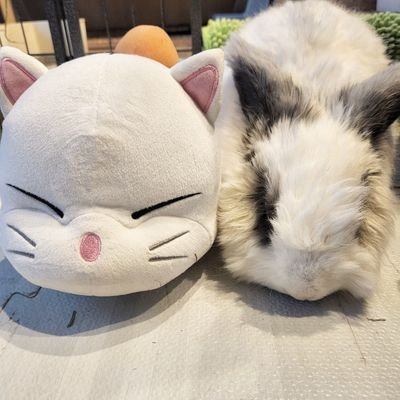 にんげん、だいすき。
なでなで、だいすき。
ごはん、だいすき。
にんじん、だいすき。
ああ今日もしあわせ。
🐰Angola にと 🎂19.1.25 🏠19.10.1♂