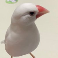 骨折 (@bone_boki2_san) 's Twitter Profile