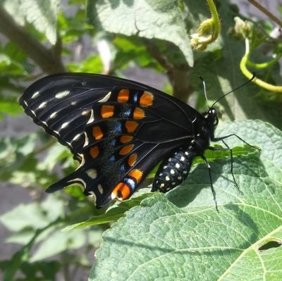 Amo a mi país, reciclo todo lo que puedo y a diario intento generar el menor impacto ambiental a nuestra casa la Tierra, me encantan las Mariposas