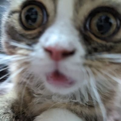 3opihKSs3CLJfgr's profile picture. 本、マンガ、ゲーム、猫、犬、動物全般大好きです。