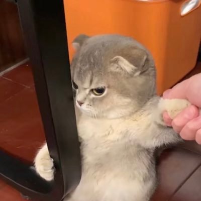 Chaoyue2000's profile picture. 