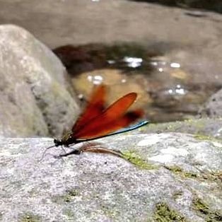 enoha's profile picture. 