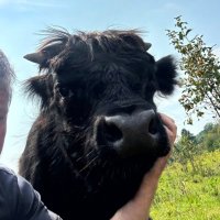 Irreverent-Farmer (@cattlemanon) 's Twitter Profile Photo Irreverent-Farmer (@cattlemanon) 's Twitter Profile Photo