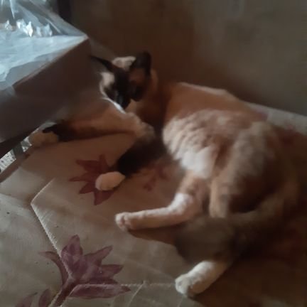 LciaAlm58691281's profile picture. 