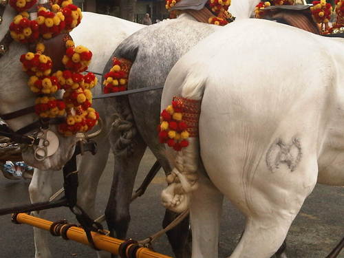 Ganadería de caballos Pura Raza Española, en Sevilla. Yeguas, Potros, Sementales PRE domados para enganche, garrocha y doma vaquera.